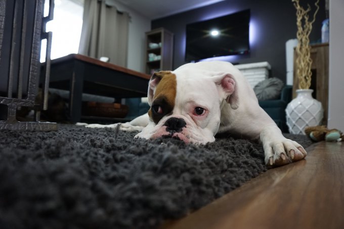 pies siedzący na dywanie